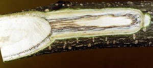 Fusarium(oxysporum f.sp.)perniciosum_twig