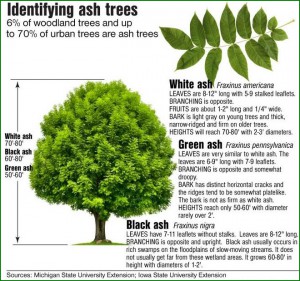 Ash trees ID