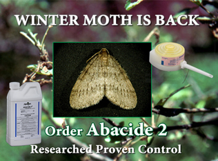 Mauget Winter Moth