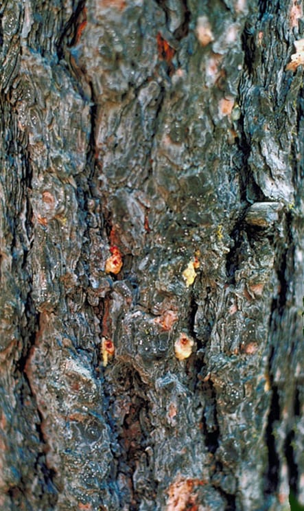 pine beetle tree